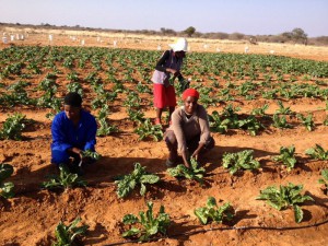 Vegetable growing 1