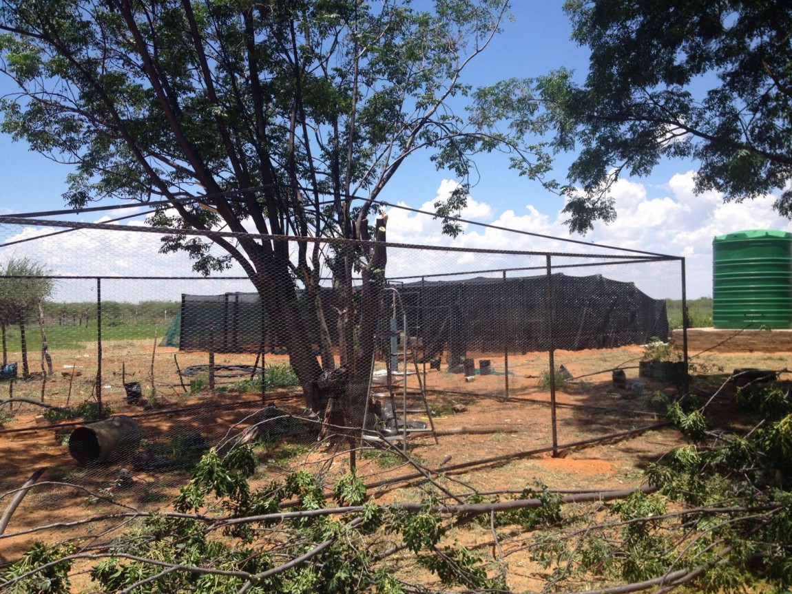Chicken coop 2